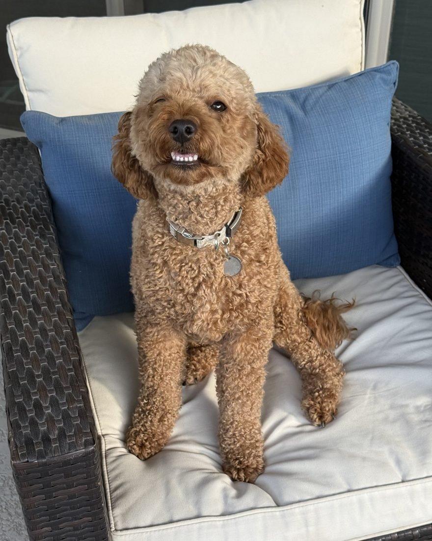 Smiling mini poodle client sitting on the patio