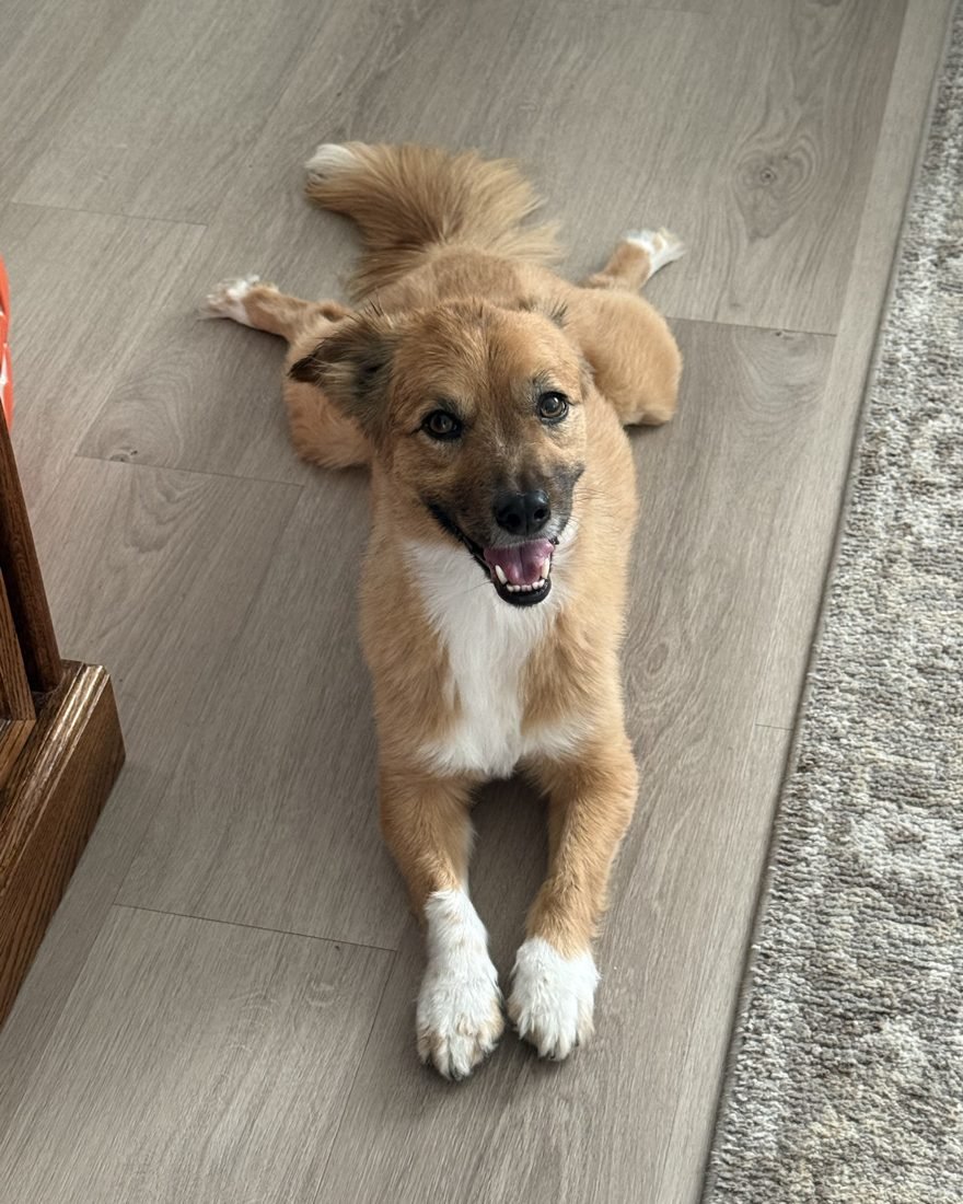 Happy pup client lounging on the floor during a pet sitting visit