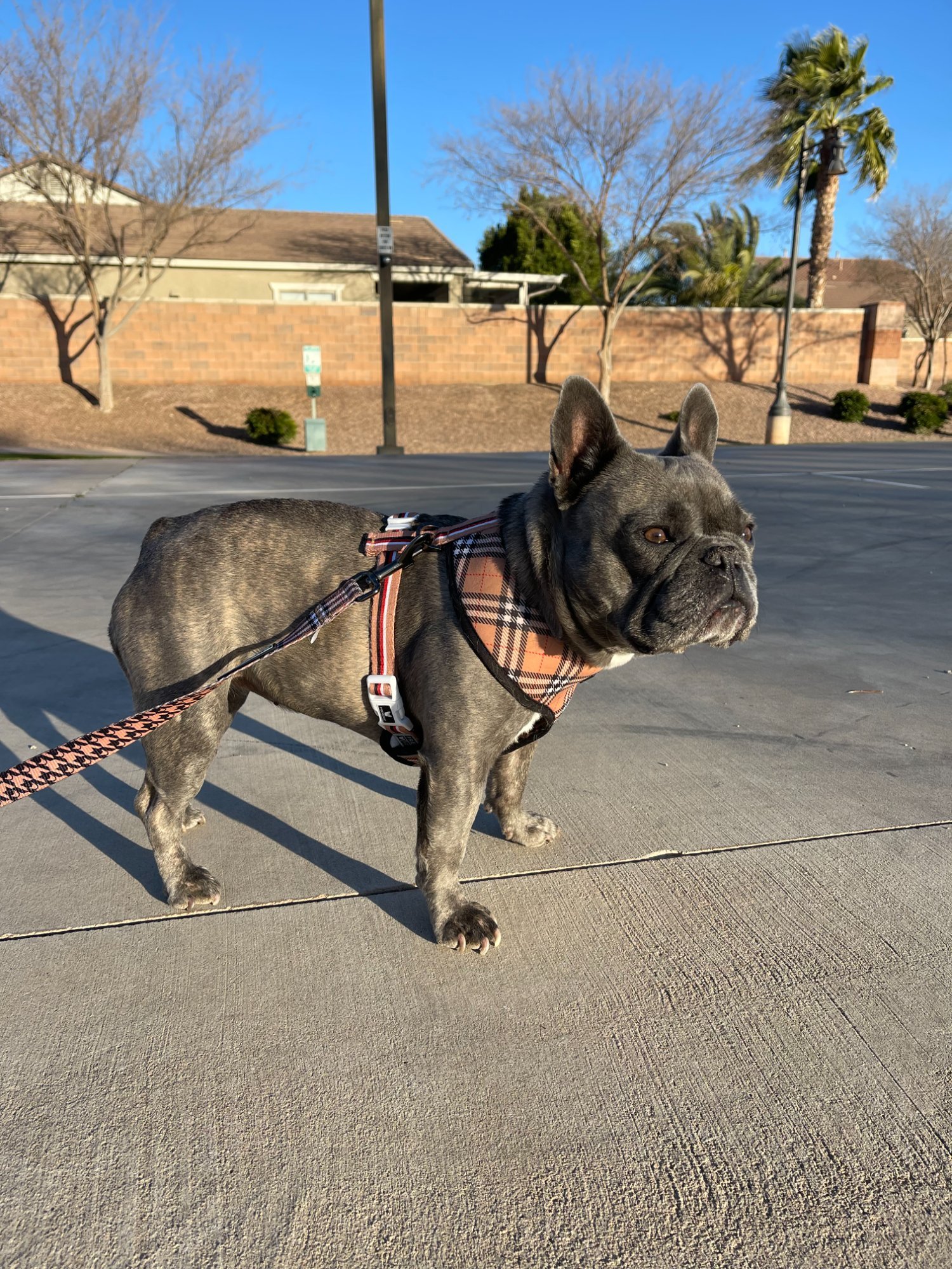 Tula the French Bulldog on a desert walk near the Superstition Mountains in Queen Creek Arizona