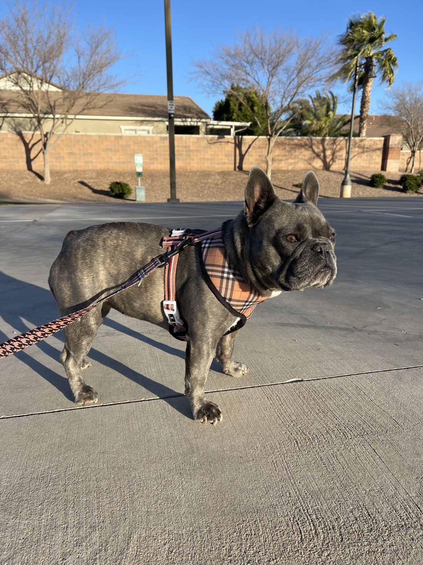 Tula the French Bulldog on a walk in Queen Creek Arizona - Desert Paws AZ dog walking service